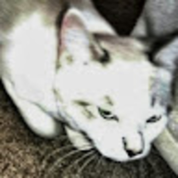 Meet your Posher, Narena - Picture 1 of 1